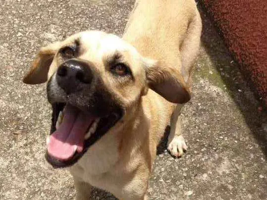 Cachorro ra a Indefinido  idade 2 anos nome Sem nome 