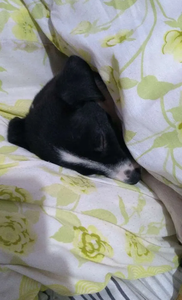 Cachorro ra a Vira lata idade Abaixo de 2 meses nome Mabel