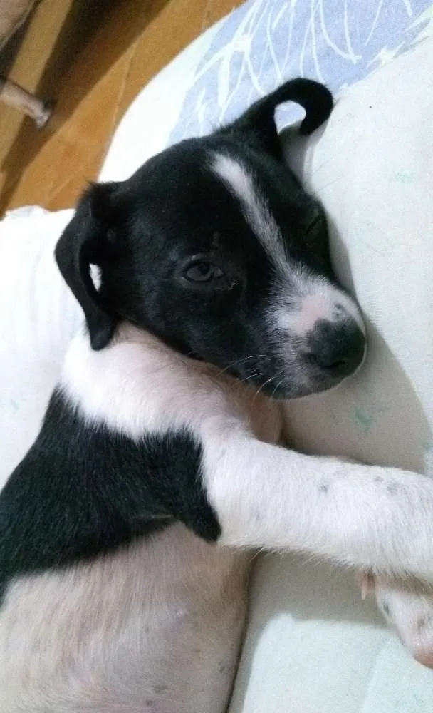 Cachorro ra a Vira lata idade Abaixo de 2 meses nome Mabel