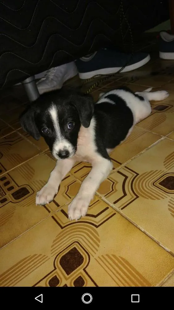 Cachorro ra a Vira lata idade Abaixo de 2 meses nome Mabel