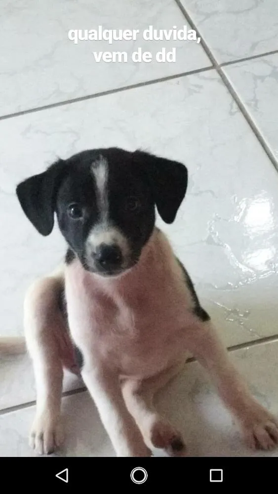 Cachorro ra a Vira lata idade Abaixo de 2 meses nome Mabel