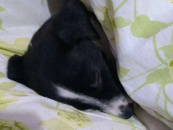 Cachorro ra a Vira lata idade Abaixo de 2 meses nome Mabel