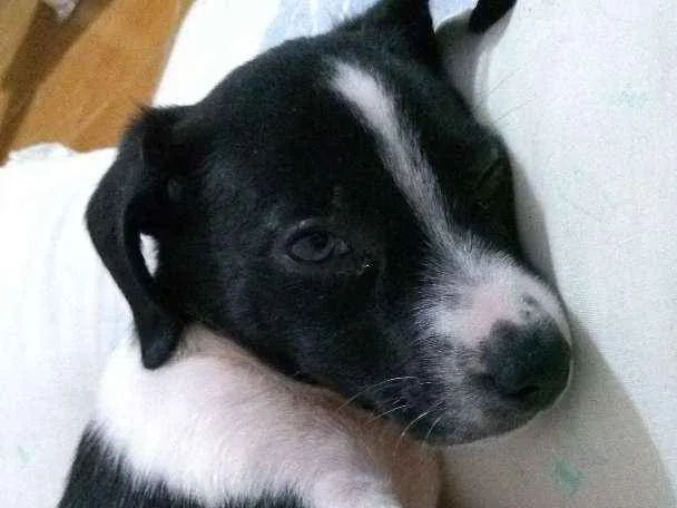 Cachorro ra a Vira lata idade Abaixo de 2 meses nome Mabel