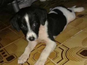 Cachorro raça Vira lata idade Abaixo de 2 meses nome Mabel