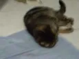 Mel