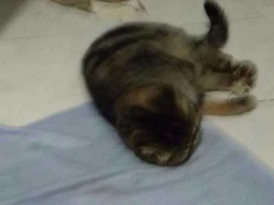 Gato raça Persa idade 2 a 6 meses nome Mel
