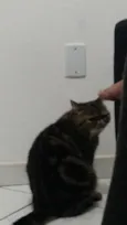 Mel