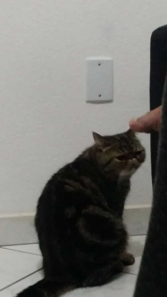 Gato raça Persa idade 2 a 6 meses nome Mel