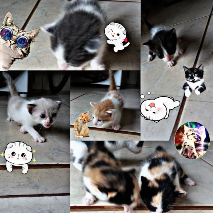 Gato ra a  idade Abaixo de 2 meses nome Gatos