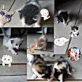 Gatos