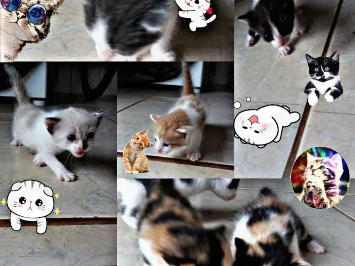 Gato ra a  idade Abaixo de 2 meses nome Gatos