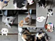 Gatos