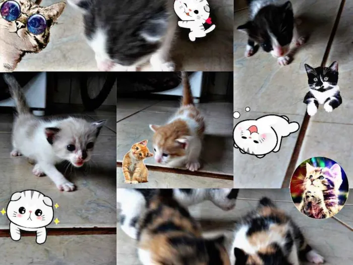 Gato ra a  idade Abaixo de 2 meses nome Gatos