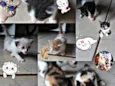 Gatos