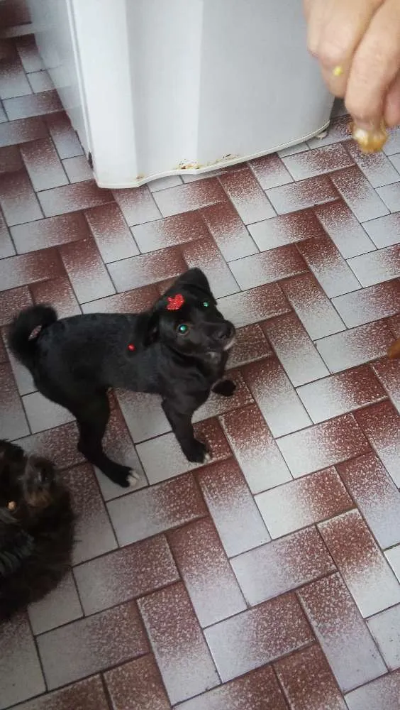 Cachorro ra a srd idade 2 a 6 meses nome bibi