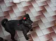 bibi