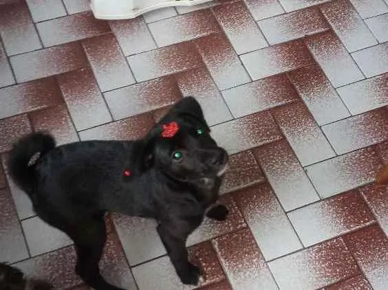 Cachorro ra a srd idade 2 a 6 meses nome bibi