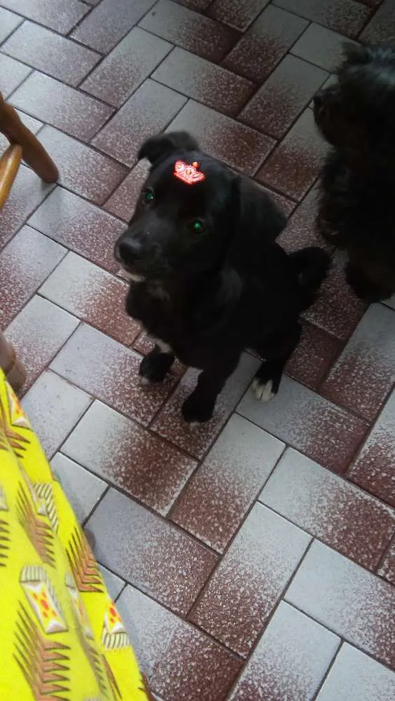 Cachorro ra a srd idade 2 a 6 meses nome bibi