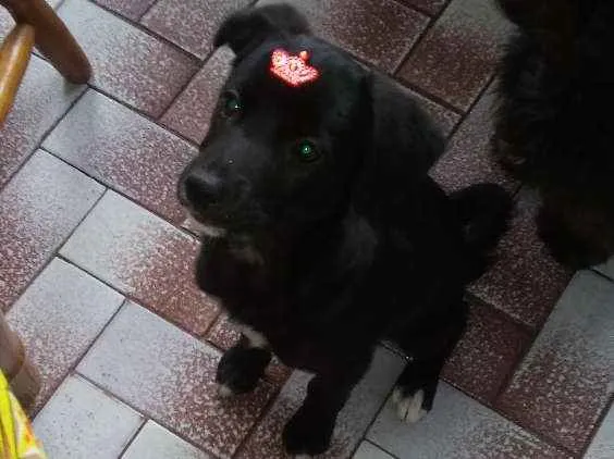 Cachorro ra a srd idade 2 a 6 meses nome bibi