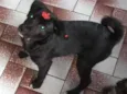 bibi