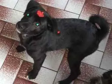 Cachorro ra a srd idade 2 a 6 meses nome bibi