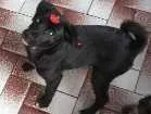 Cachorro raça srd idade 2 a 6 meses nome bibi