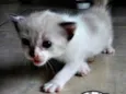 Gatos