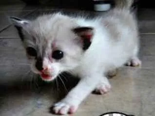 Gato ra a  idade Abaixo de 2 meses nome Gatos
