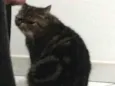 Mel