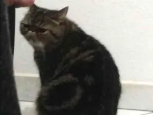 Gato raça Persa idade 2 a 6 meses nome Mel