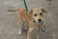 Estrela