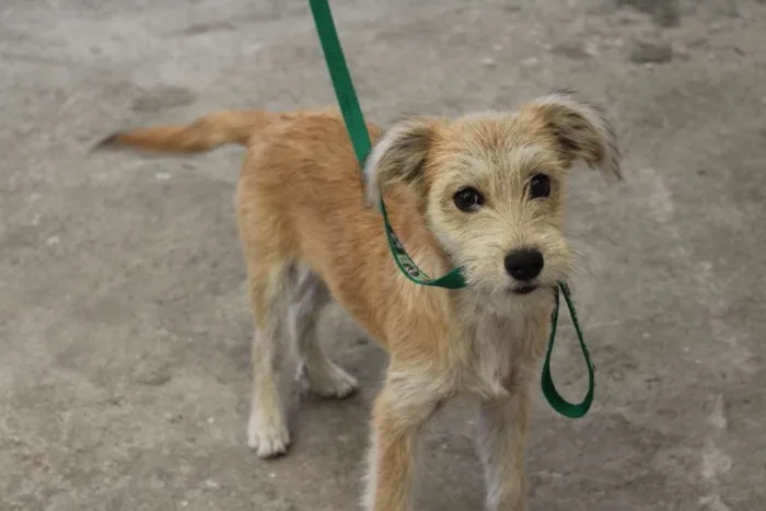 Cachorro ra a Sem Raça Definida idade 1 ano nome Estrela
