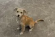 Estrela