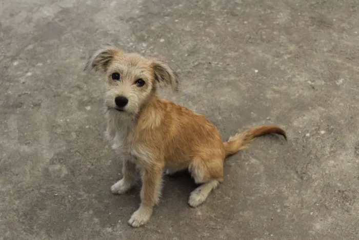 Cachorro ra a Sem Raça Definida idade 1 ano nome Estrela