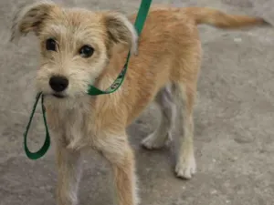 Cachorro raça Sem Raça Definida idade 1 ano nome Estrela