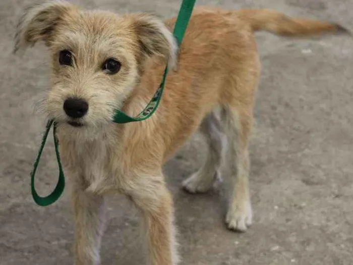 Cachorro ra a Sem Raça Definida idade 1 ano nome Estrela