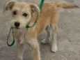 Estrela