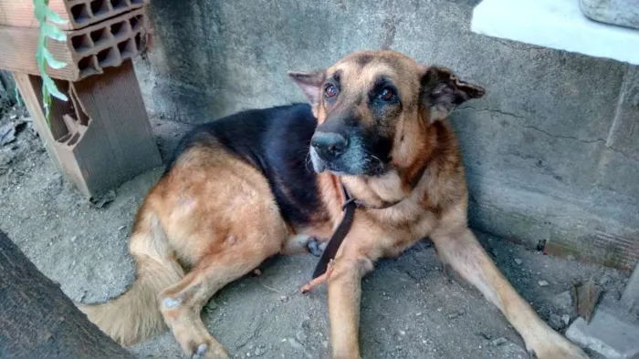 Cachorro raça Pastor Alemão idade 6 ou mais anos nome Sem Nome