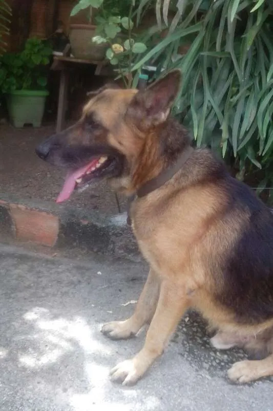 Cachorro raça Pastor Alemão idade 6 ou mais anos nome Sem Nome