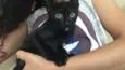 Gatinho