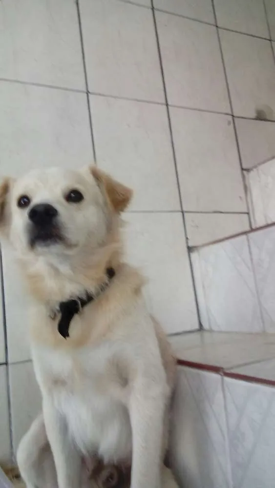 Cachorro ra a Viralata idade 2 anos nome Spake