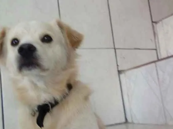 Cachorro ra a Viralata idade 2 anos nome Spake