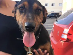Cachorro raça Srd idade 2 anos nome Madruga