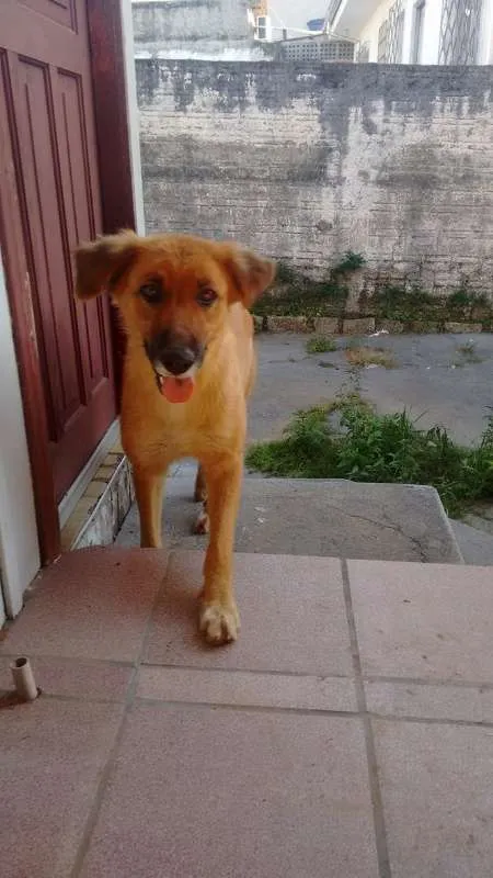 Cachorro ra a Vira Lata idade  nome Sem Nome