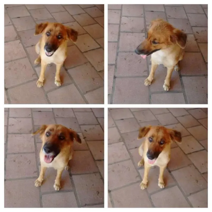 Cachorro ra a Vira Lata idade  nome Sem Nome