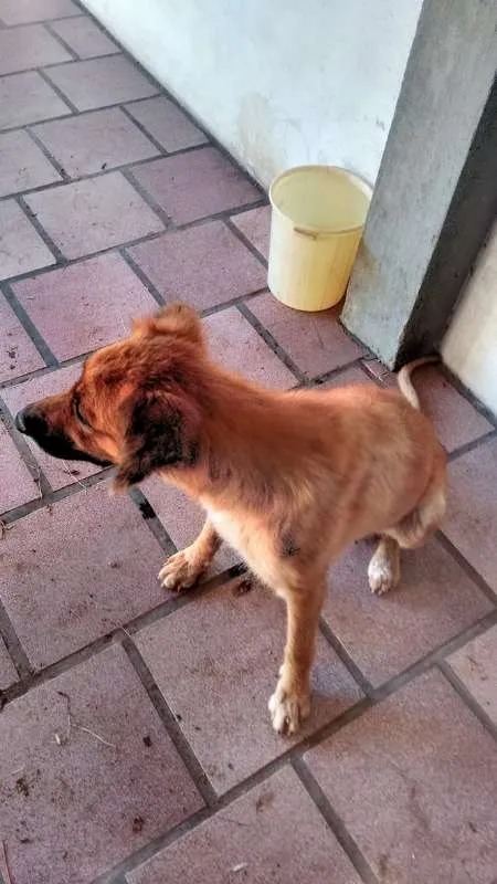 Cachorro ra a Vira Lata idade  nome Sem Nome