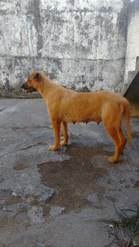 Cachorro ra a Vira Lata idade  nome Sem Nome