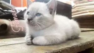 Gato raça SRD idade 2 a 6 meses nome Sem nomes 