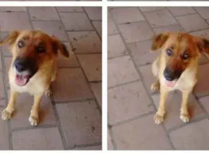 Cachorro raça Vira Lata idade  nome Sem Nome