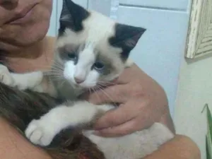 Gato raça SRD idade 2 a 6 meses nome família linda